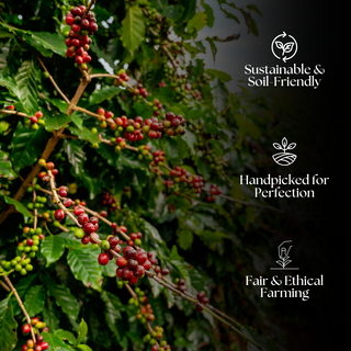 Southern Gem Peaberry Roasted Coffee
